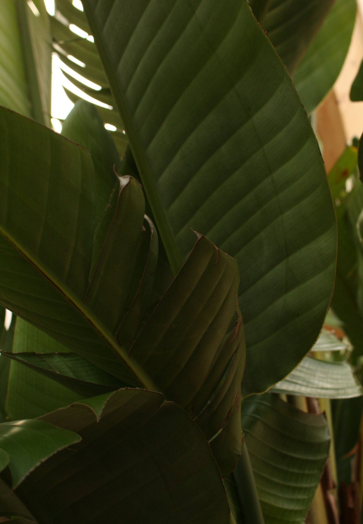 botanik flora